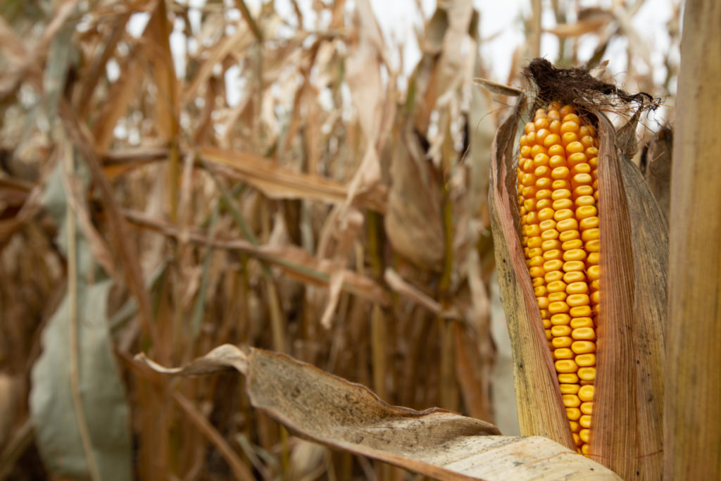 evolution-of-corn-maize