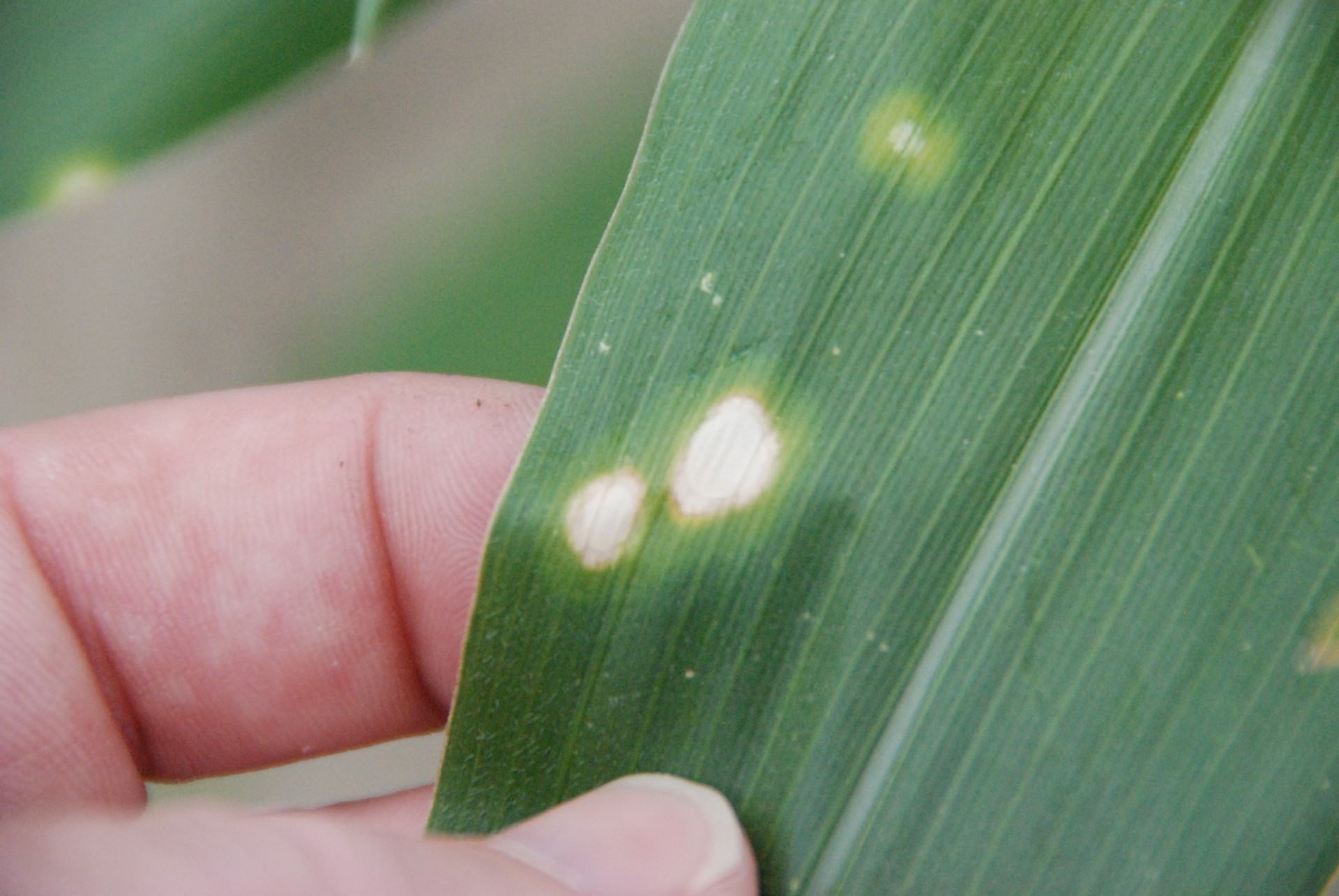 Agronomy Digest: Holcus Leaf Spot - Champion Seed