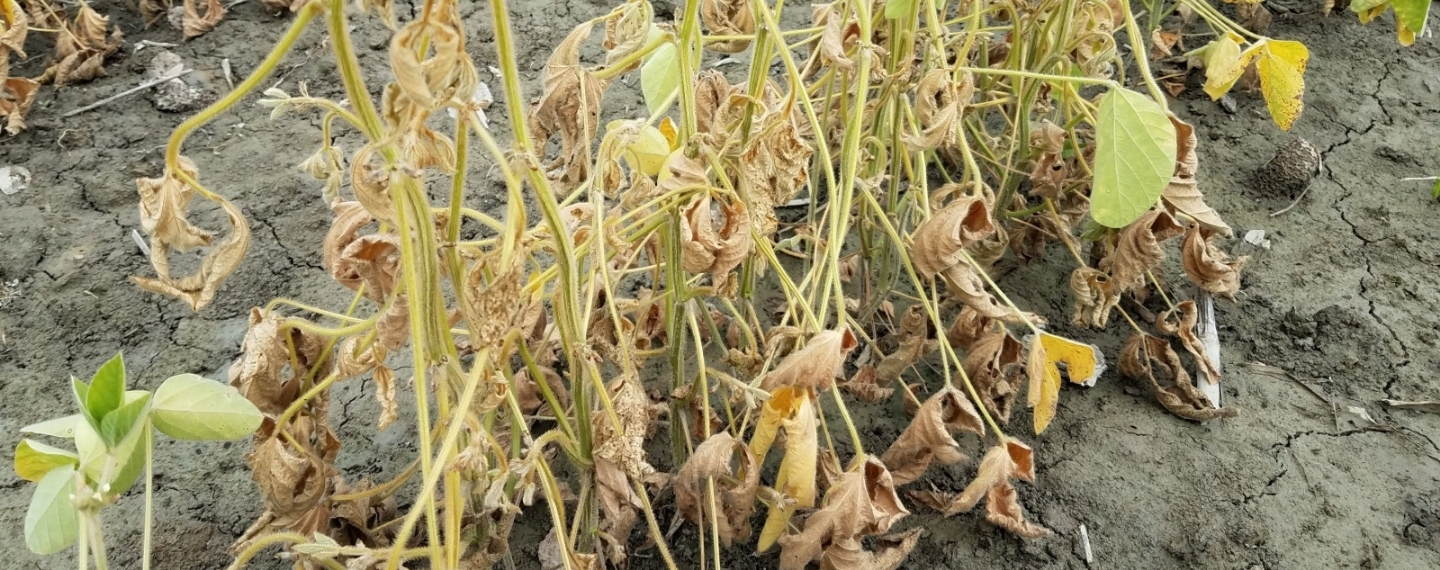 Agronomy Digest Fusarium Root Rot And Wilt Champion Seed