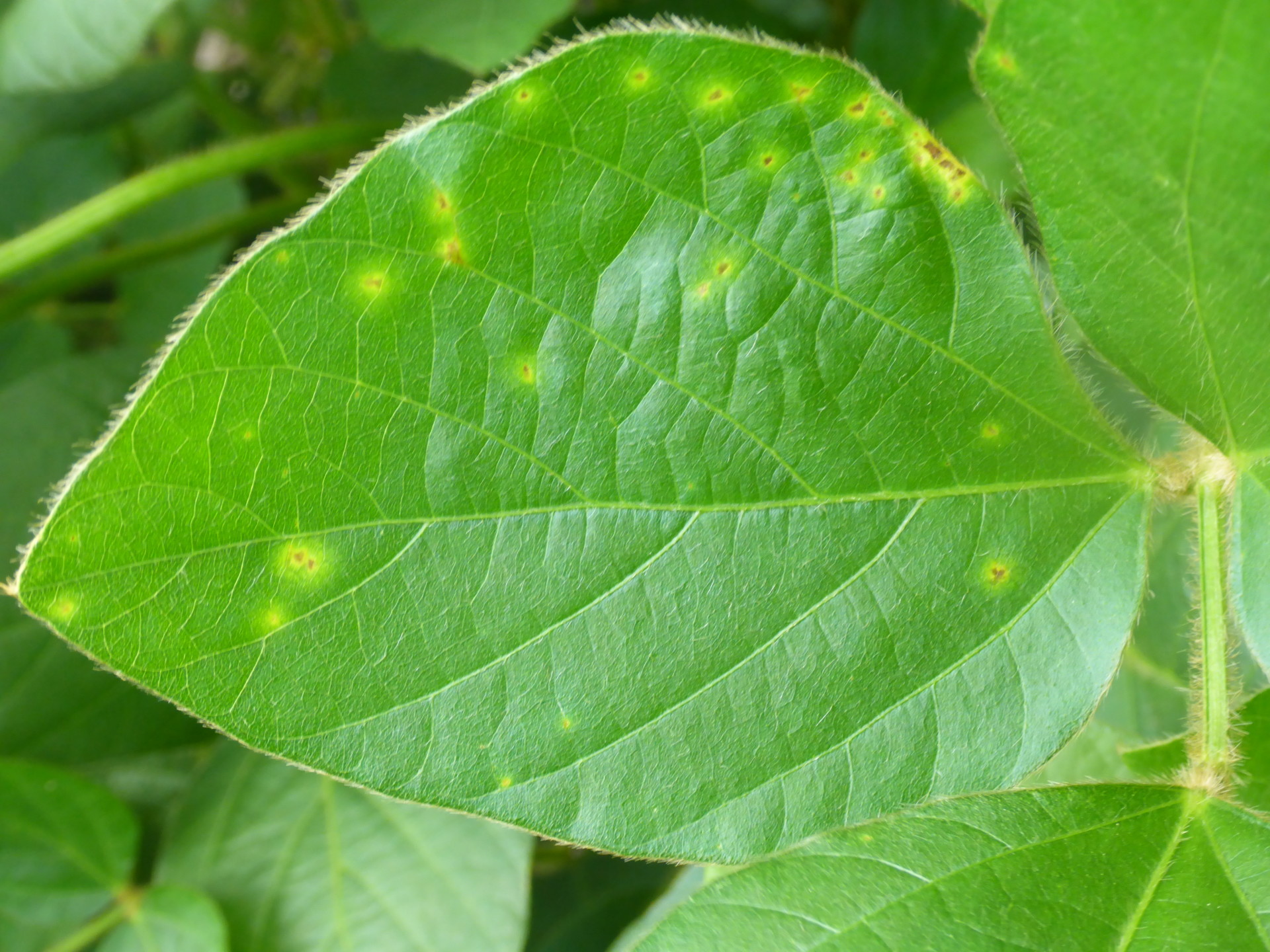 Agronomy Digest: Bacterial Pustule - Champion Seed