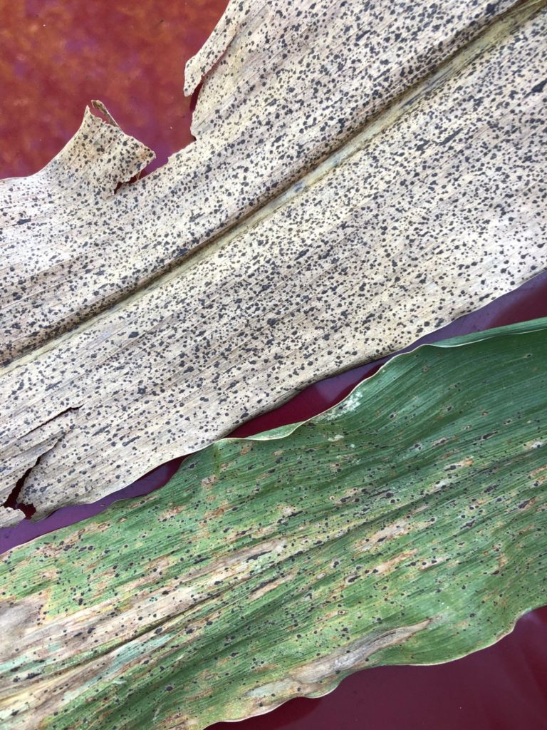 Tar spot fungal disease on corn leaves