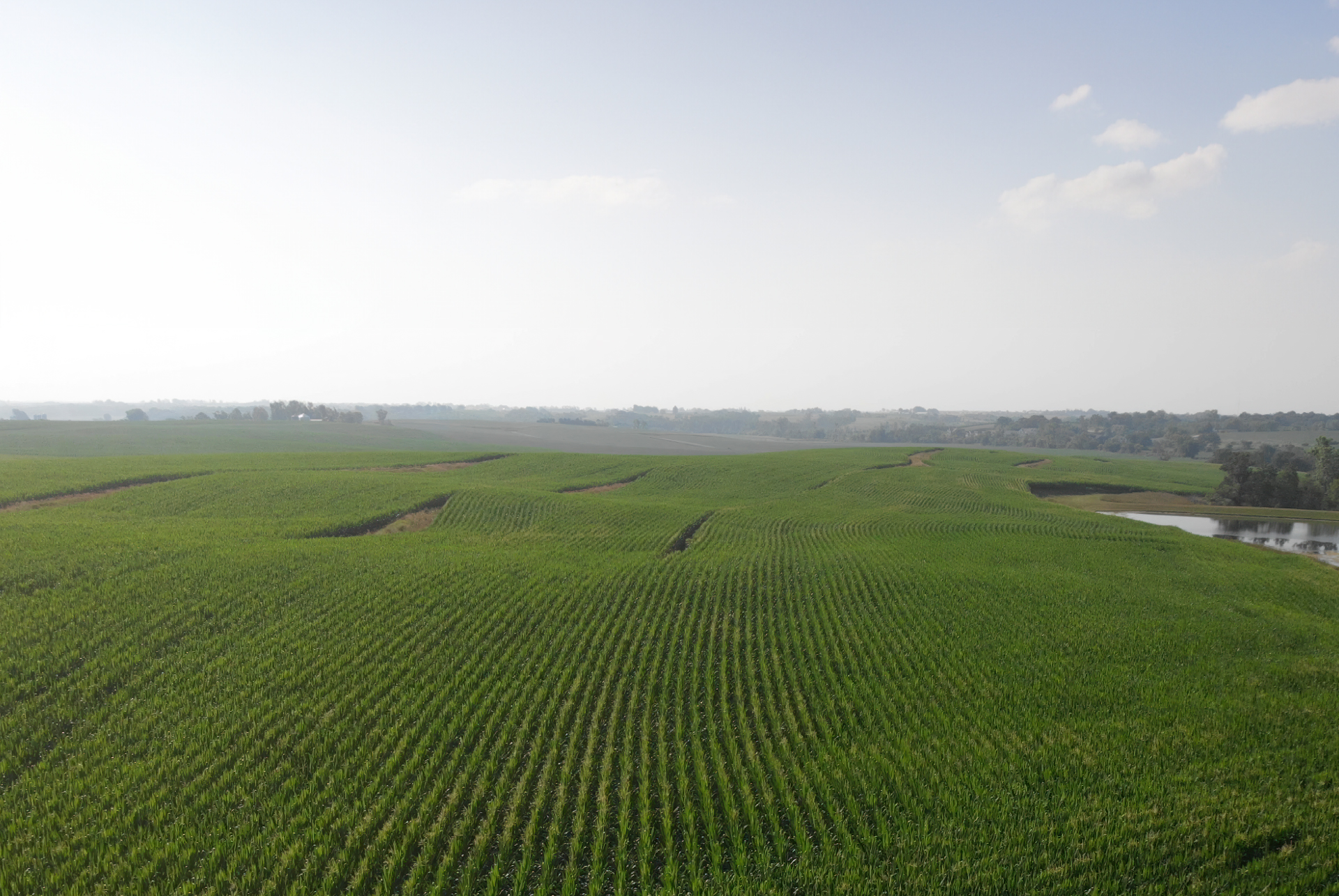 Rolling fields with green corn mid-season